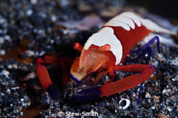 emperor shrimp by Stew Smith 